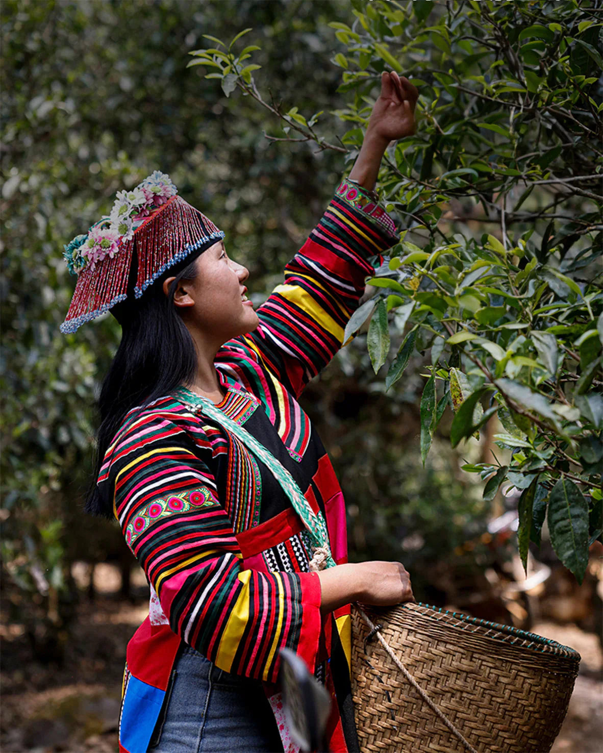 The Journey: From Ancient Trees to Your Cup